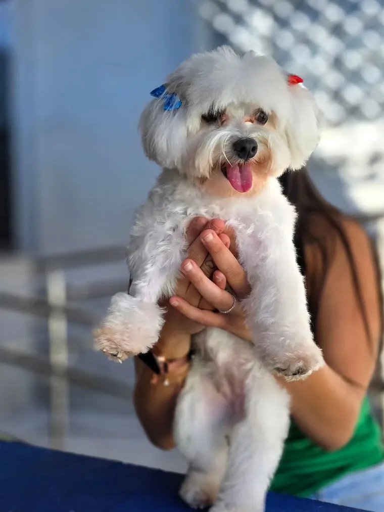 Cão branco no colo de alguém da equipe