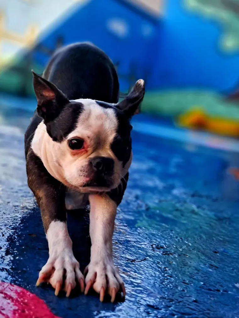 Buldogue francês correndo em direção à câmera